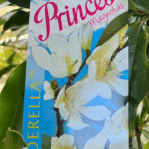 MAGNOLIA Paradise 'Princess Cinderella'