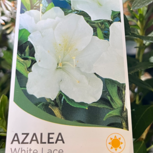 AZALEA 'White Lace'