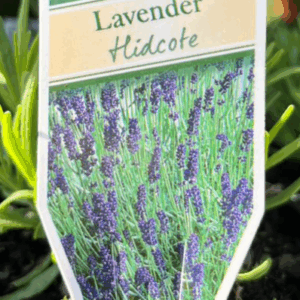 LAVANDULA angustifolia 'Hidcote' (Lavender)