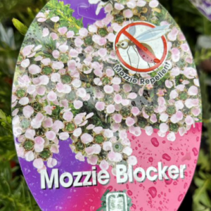 LEPTOSPERMUM 'Mozzie Blocker'