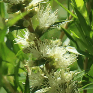 Melaleuca bracteata 'Revolution Green'