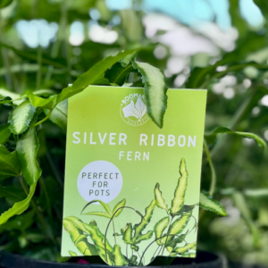 PTERIS albo-lineata 'Silver Ribbon Fern'