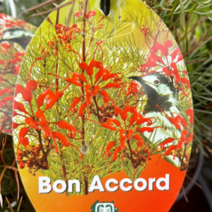 GREVILLEA 'Bon Accord'
