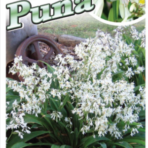 ARTHROPODIUM cirratum 'Te Puna'