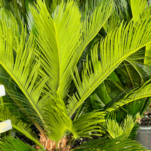 CYCAS revoluta