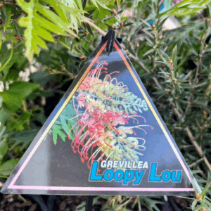 GREVILLEA banksii ‘Loopy Lou’