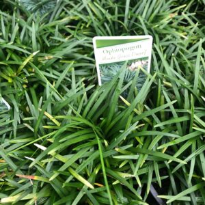 OPHIOPOGON japonicus 'Nana'