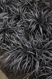 OPHIOPOGON Nigrescens 'Black Mondo Grass'