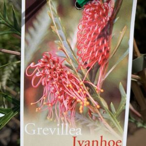 GREVILLIA 'Ivanhoe'