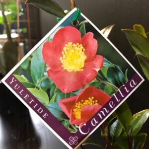CAMELLIA sasanqua 'Yuletide'