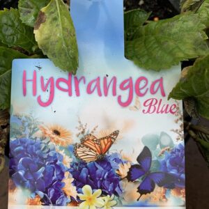 HYDRANGEA 'Ball Blue'