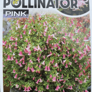 CORREA 'Pink Perfect Pollinator'