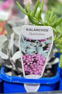 KALANCHOE 'Quicksilver'