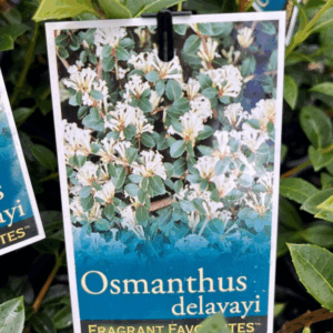 OSMANTHUS burkwoodii