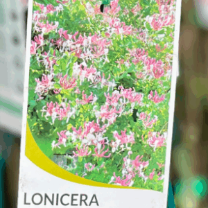 LONICERA americana (American Honeysuckle)