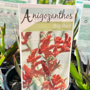 ANIGOZANTHOS flavidus 'Big Red'