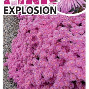 Lampranthus ‘Pink Explosion®’