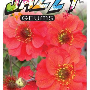 GEUM JAZZY ‘Fiery Tempest’