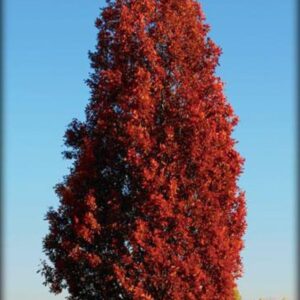 QUERCUS bimundorum 'Crimson spire' Crimschmidt