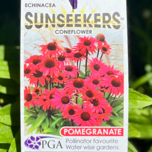 ECHINACEA 'Pomegranate Sunseekers' (Coneflower)