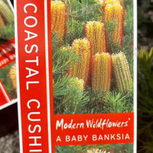 BANKSIA spinulosa 'Coastal Cushion'