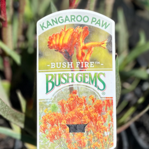 ANIGOZANTHOS 'Bush Fire' (Kangaroo Paw)