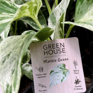 EPIPREMNUM aureum ‘Marble Queen’