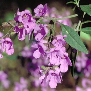 PROSTANTHERA 'MAUVE FORM'