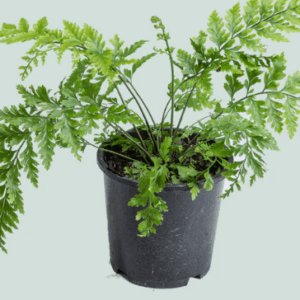Asplenium bulbiferum 'Hen and Chicken Fern'