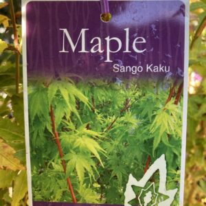 ACER palmatum 'Senkaki' (Sango Kaku)