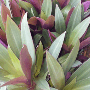 RHOEO spathacea Dwarf