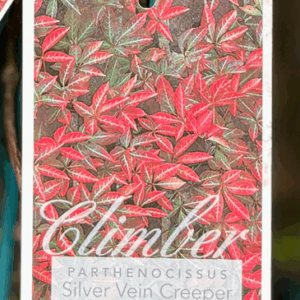 PARTHENOCISSUS henryana ‘Silver Vein Creeper’