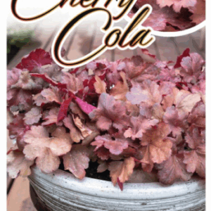 HEUCHERA 'Cherry Cola'