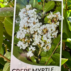LAGERSTROEMIA 'Acoma' (Crepe Myrtle)