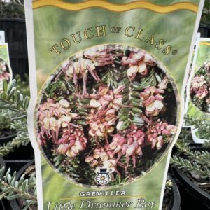 GREVILLEA lanigera 'Little Drummer Boy'