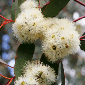 EUCALYPTUS cladocalyx nana (Dwarf Sugar Gum)