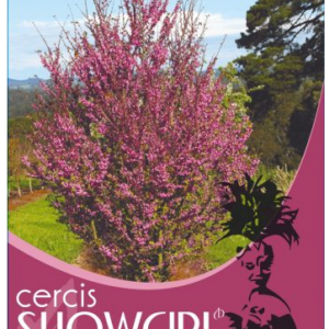 CERCIS siliquastrum 'Showgirl'