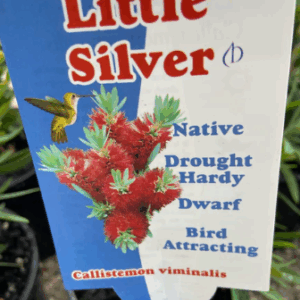 CALLISTEMON viminalis 'Little Silver'