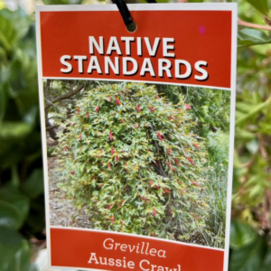 GREVILLEA 'Aussie Crawl'