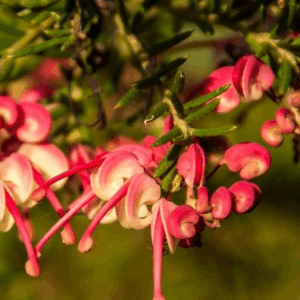 GREVILLEA lanigera (Fine Leaf Dwarf Form)
