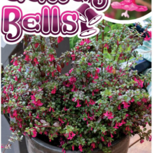 Fuchsia ‘Candy Bells’