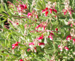 Grevillea lanigera 'Honeyeater Heaven'