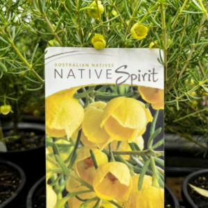 BORONIA megastigma 'Lutea'