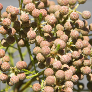 BERZELIA rubra 'Buttonbush Rose'