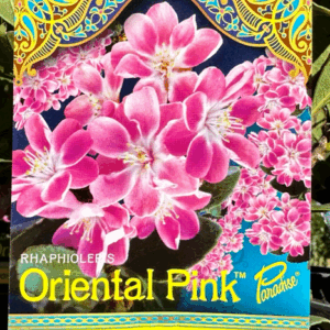 RHAPHIOLEPIS indica (Rapopink) 'Oriental Pink'