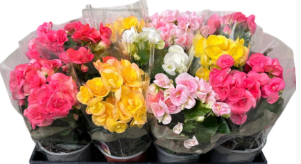 Begonia elatior