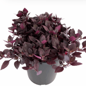 Alternanthera dentata Little Ruby