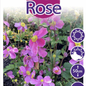 Anemone ‘Satin Doll™ Rose’