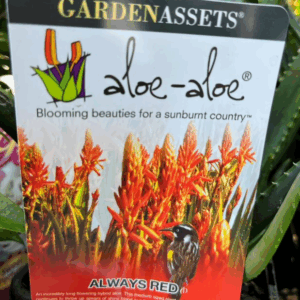 ALOE hybrid  'Always Red' TM PBR