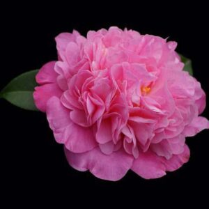 Camellia floribunda 'Its Gorgeous'